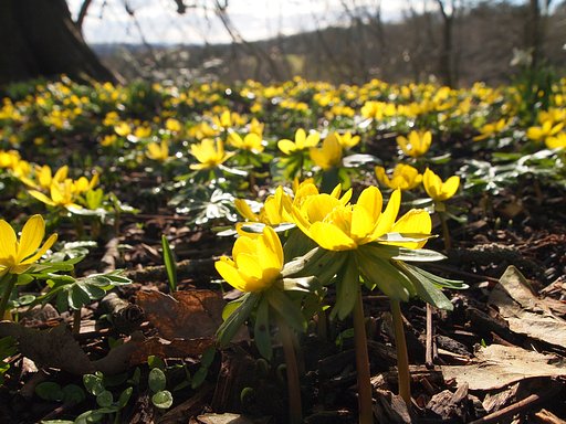 Spring has come to the northern country! 2