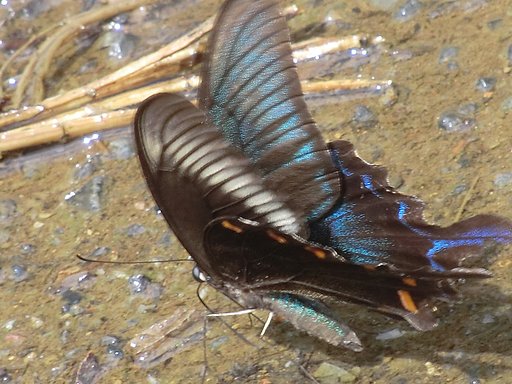 ミヤマカラスアゲハ