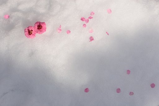 雪の上