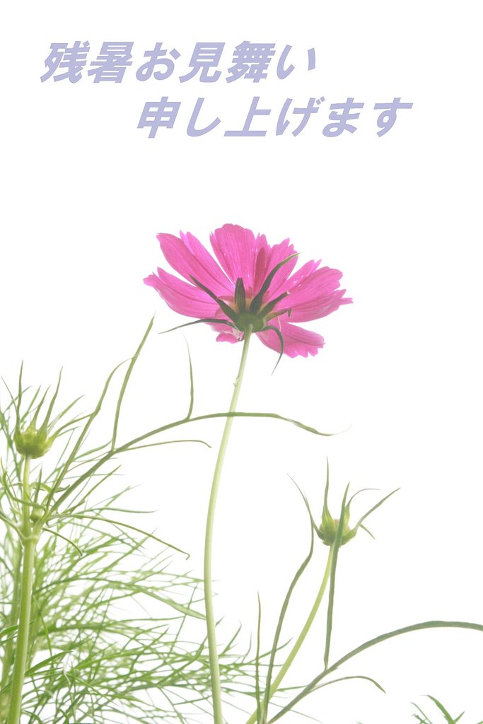 花板の皆様へ