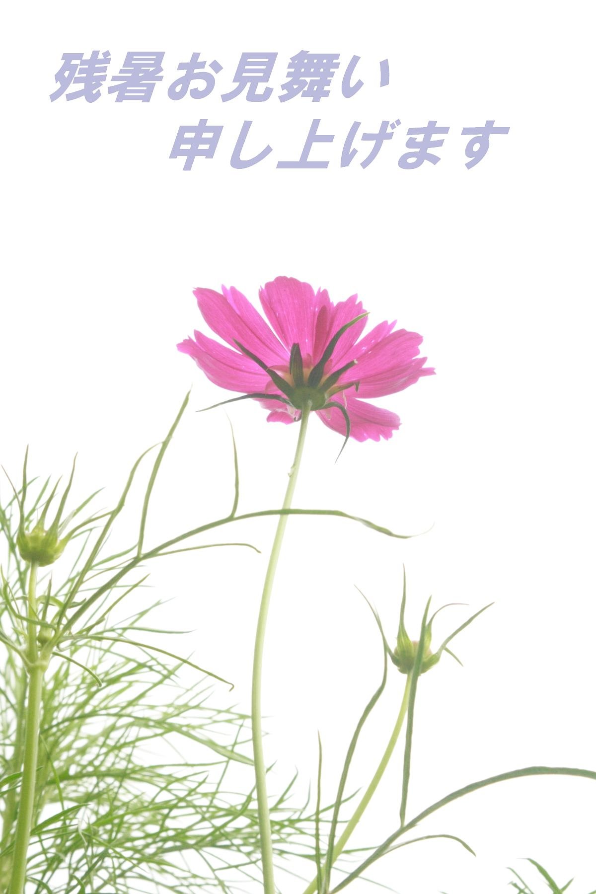 花板の皆様へ