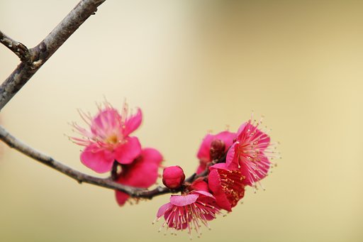 春の予感♪