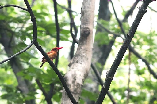 アカショウビン