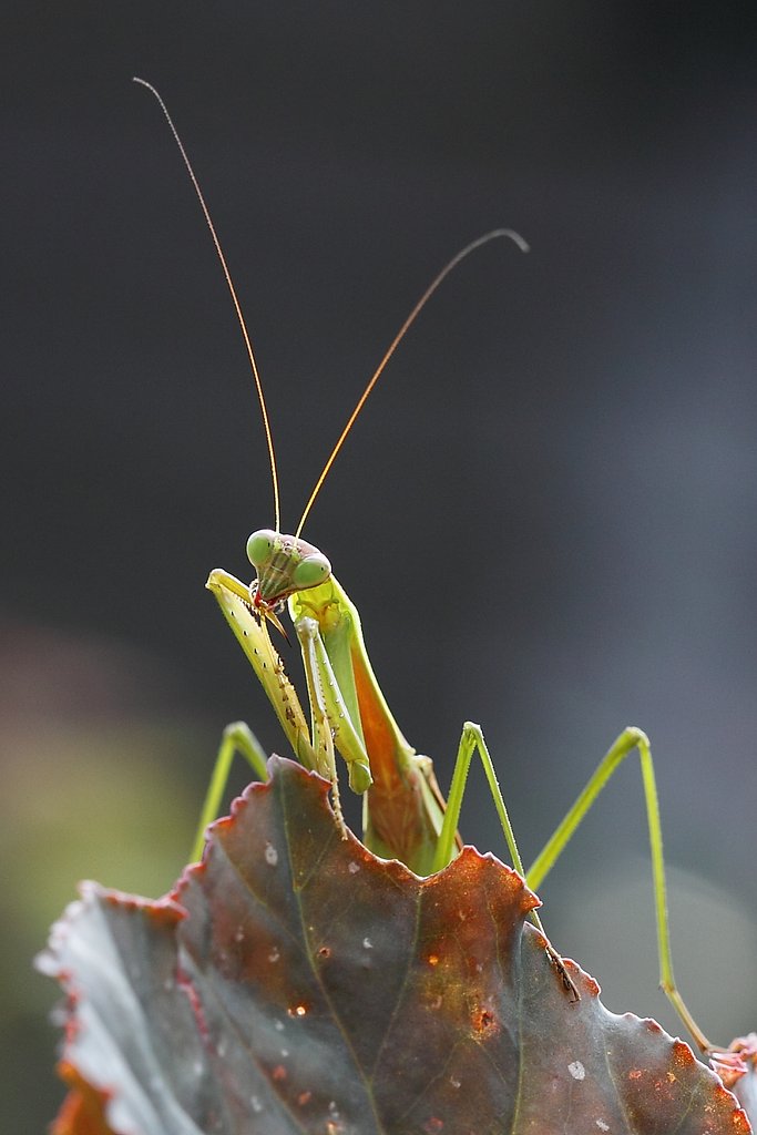 カマキリ