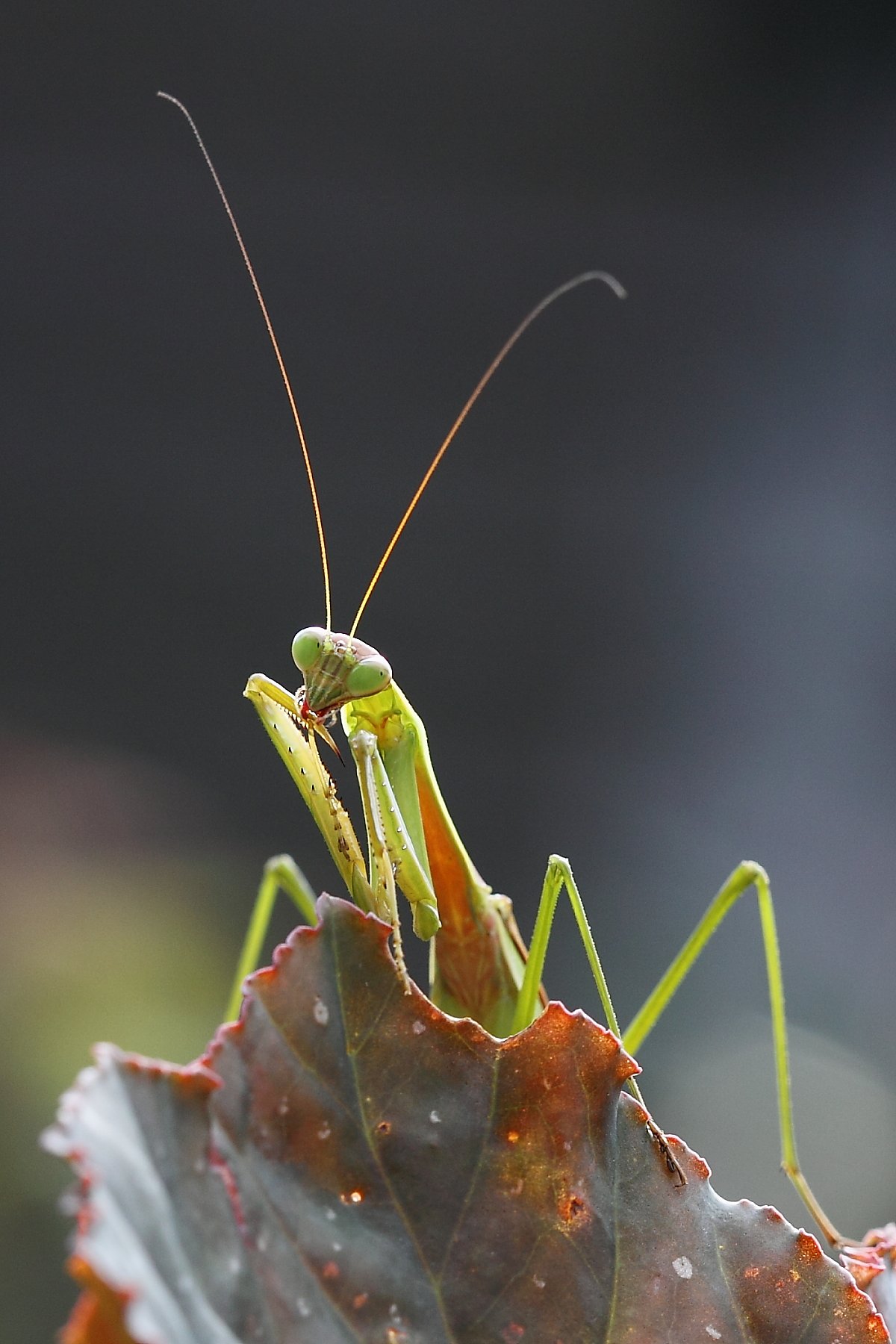 カマキリ