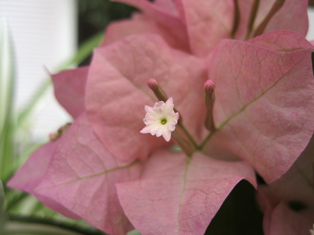 ブーゲンビリアの花