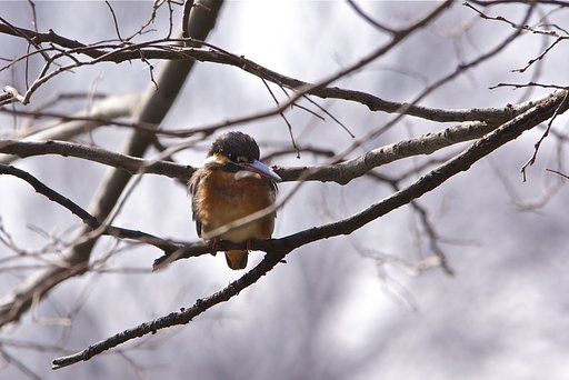 久しぶりのカワセミ