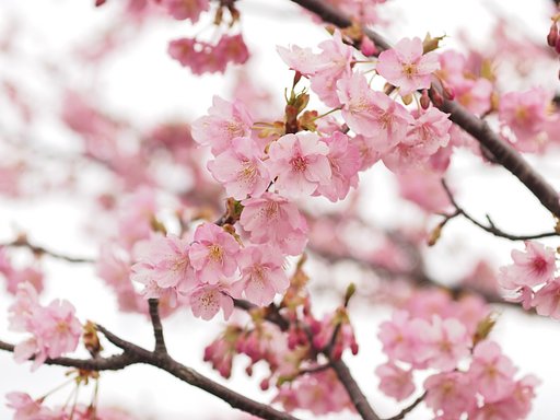 「春」をお届け