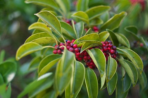 赤い実が沢山・・