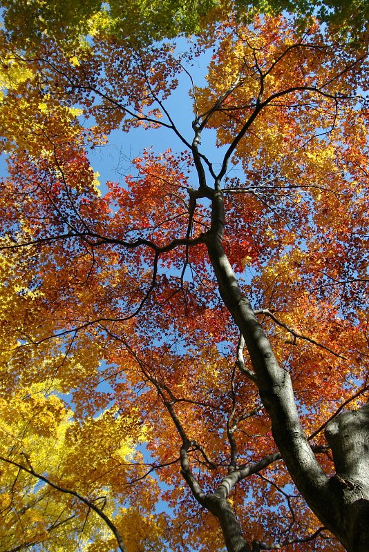 華やかに紅葉する