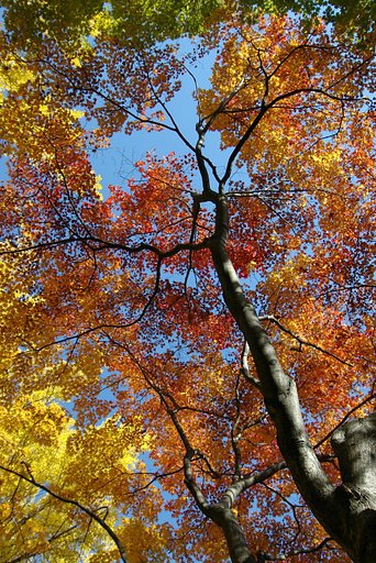 華やかに紅葉する