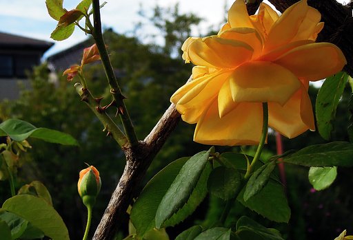 バラの茎は【長】く成長する
