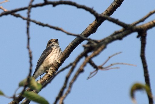 エゾヒタキ②かな？