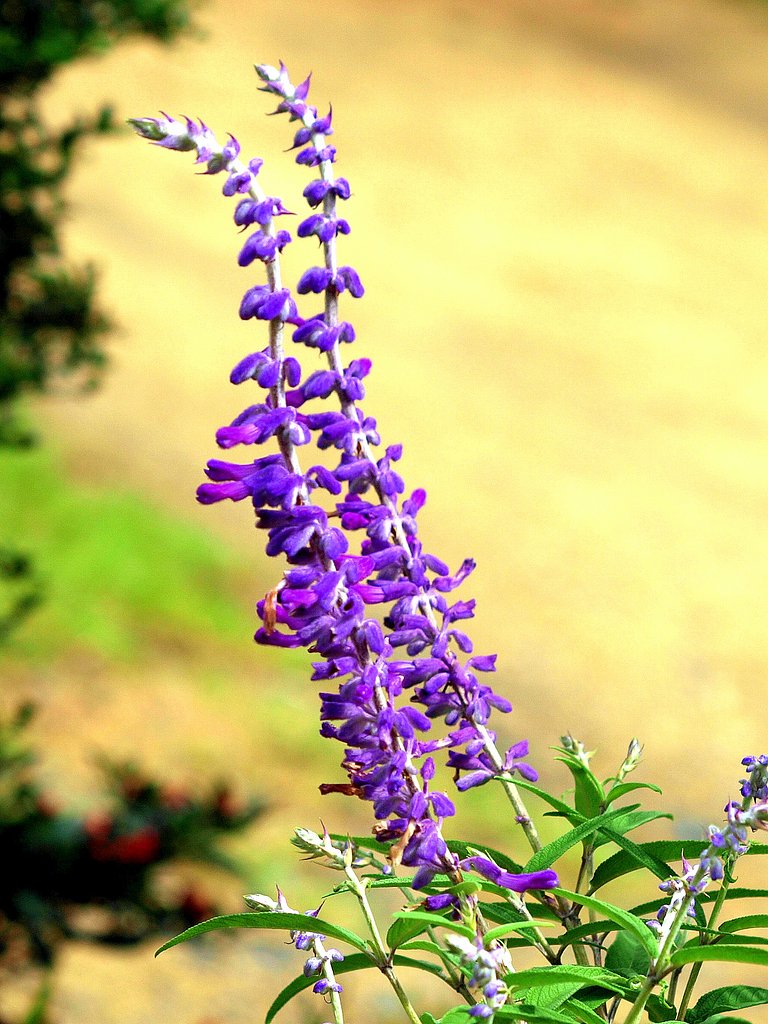 【長】い軸に花が一杯咲いてます。（B）