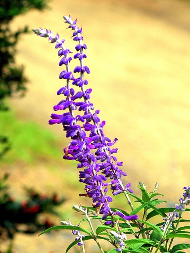 【長】い軸に花が一杯咲いてます。（B）