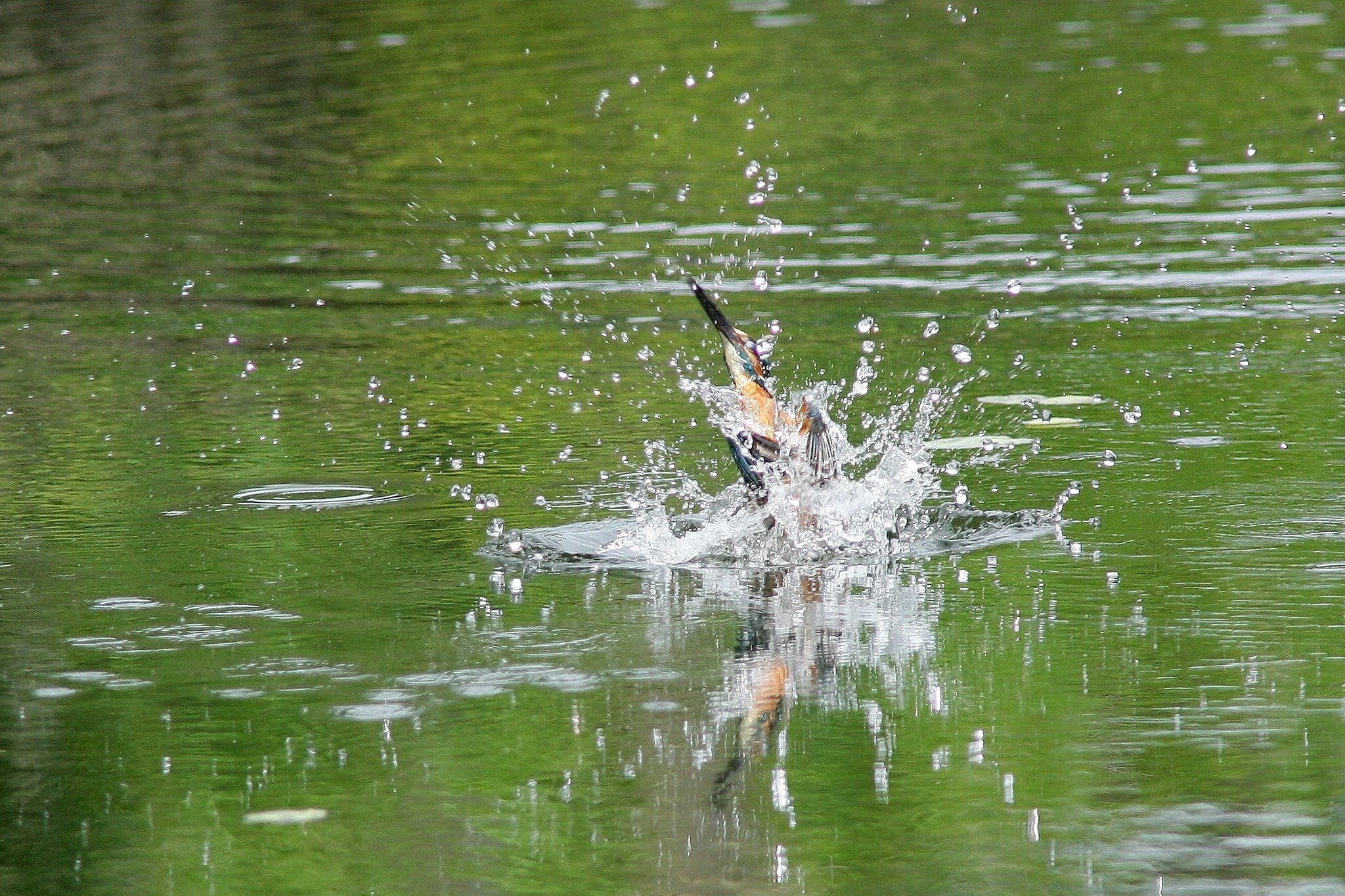 溺れてる