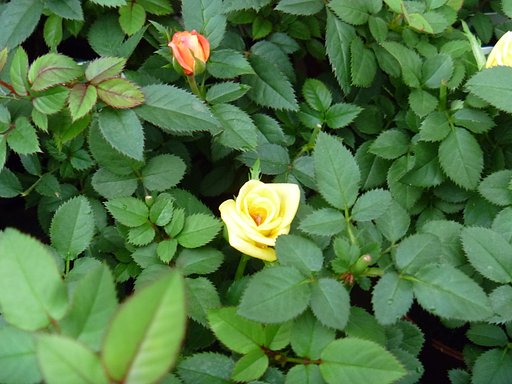 薔薇26