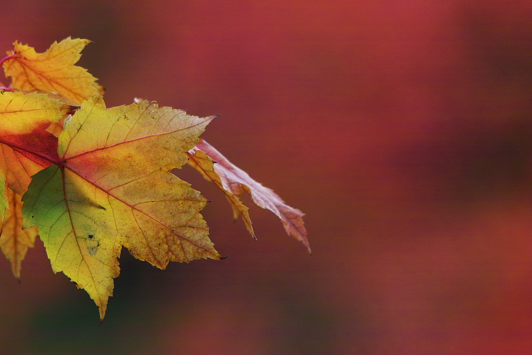 紅葉