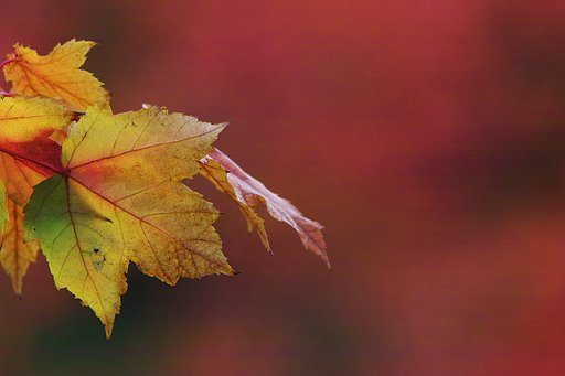 紅葉