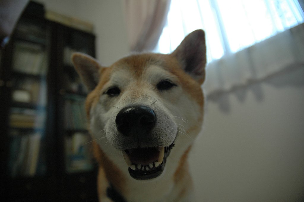 これも