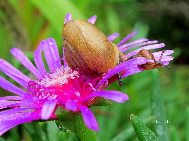 松葉菊とかたつむり。