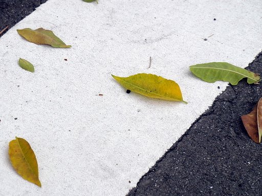 秋風