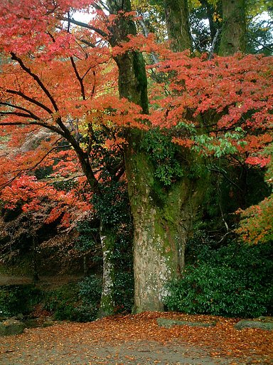 日吉大社の紅葉