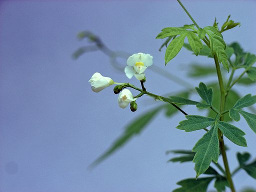 まだ咲くの？