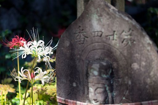 首の【長】い花