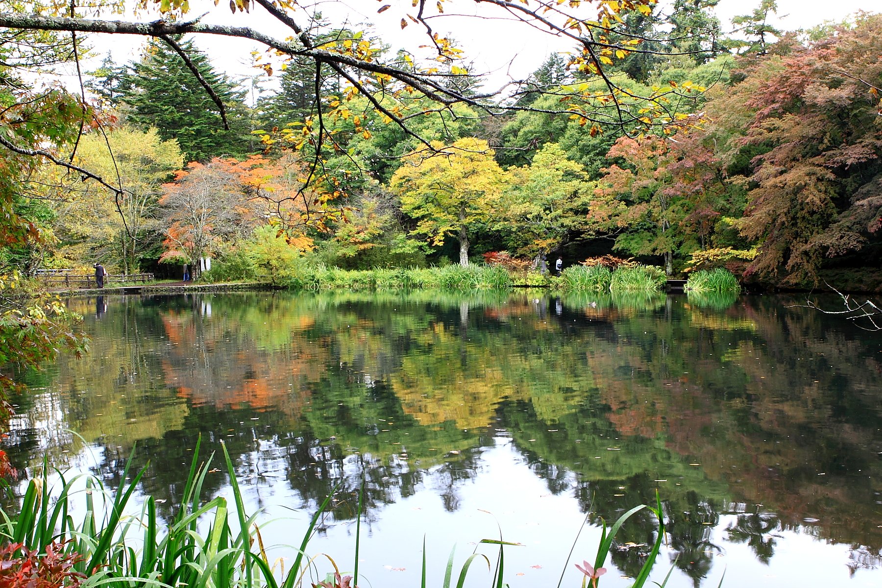 軽井沢　雲場池