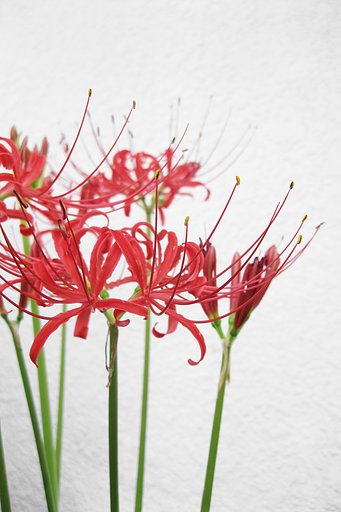 【長】い花マンジュシャカ