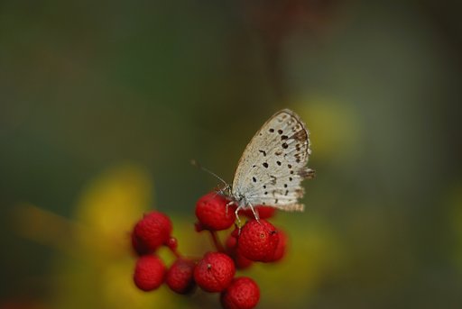 シジミチョウ