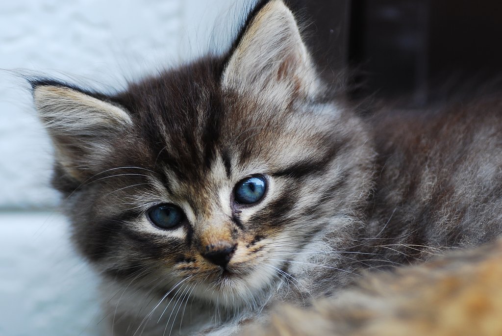 仔猫③