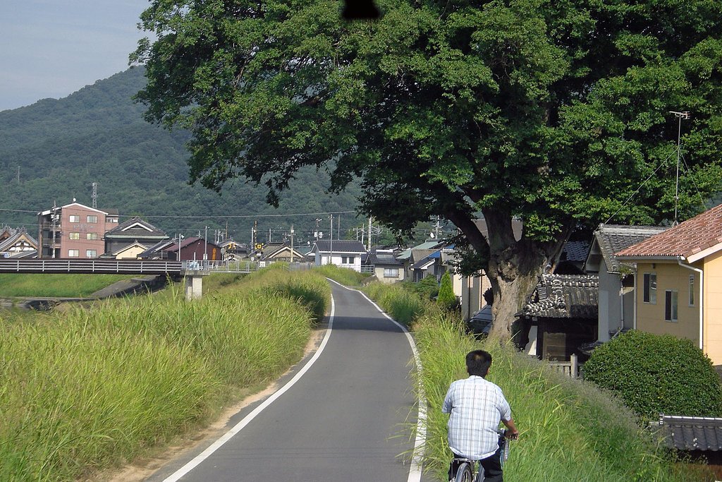 楠の古木