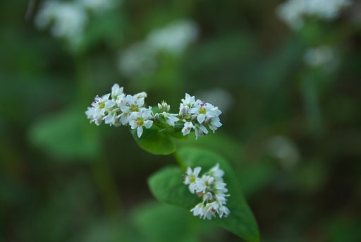 蕎麦の花。
