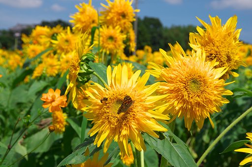 夏の花・・・
