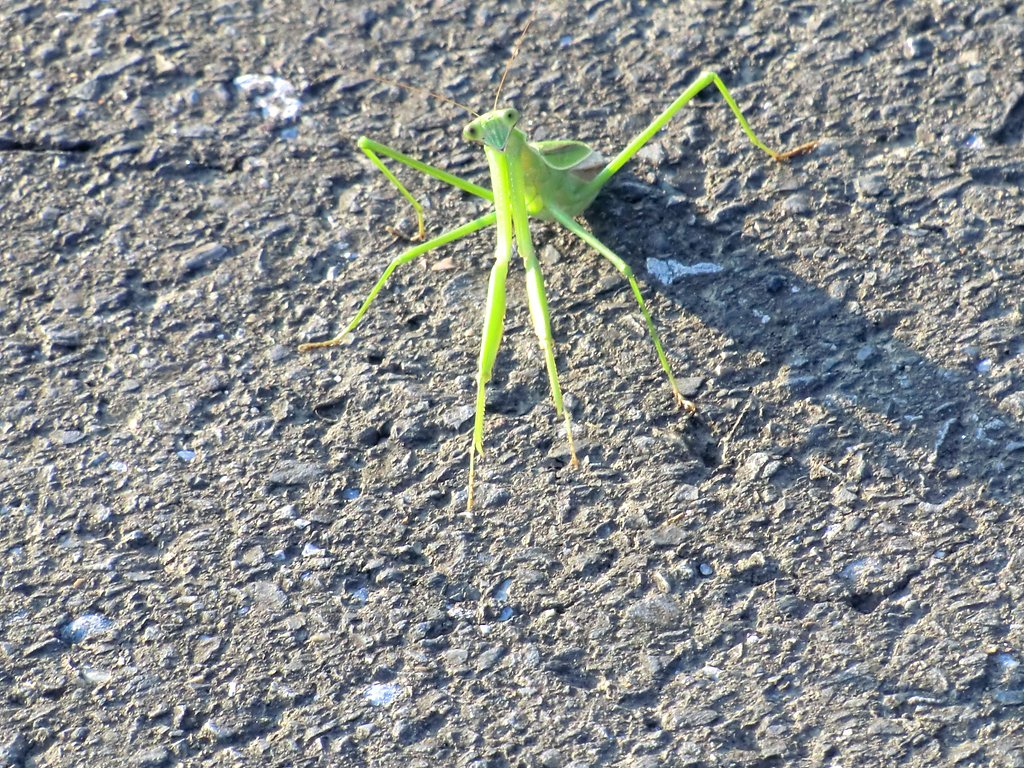カマキリ