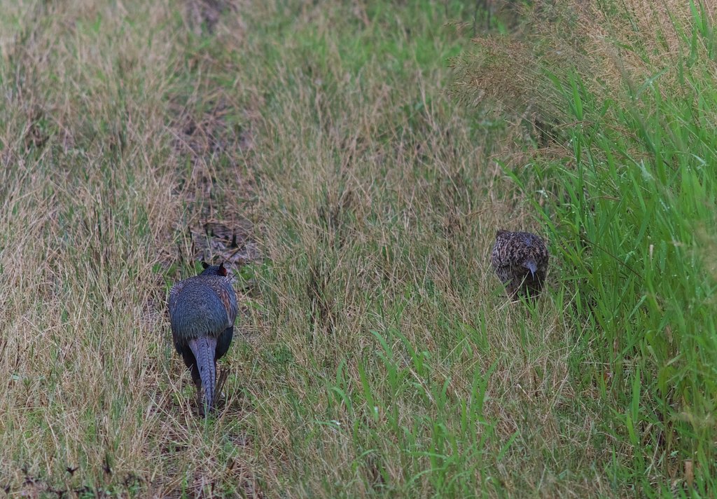キジの番の後姿!