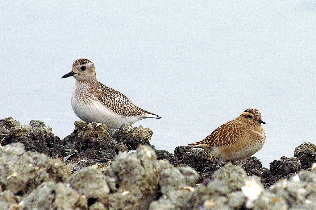 【睦】珍しい３”珍鳥コバシチドリ”