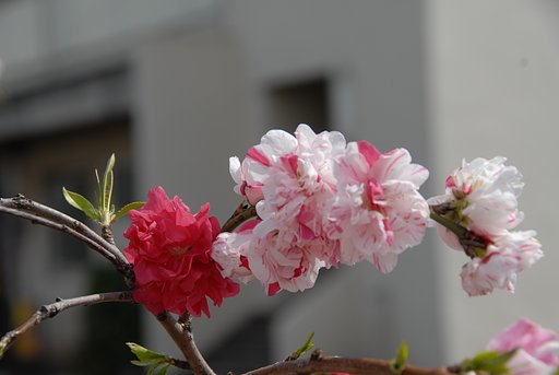 　《　花桃の花　》