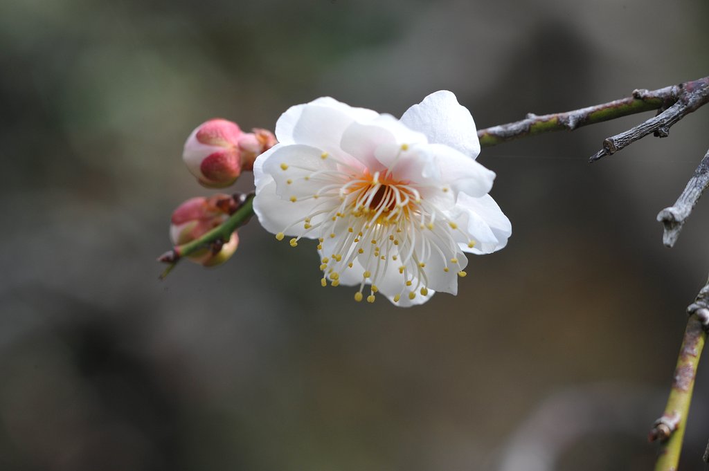 一ヶ月遅れましたが無事開花