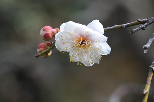 一ヶ月遅れましたが無事開花