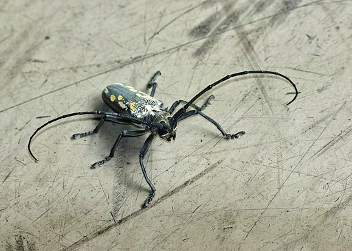 カミキリムシ
