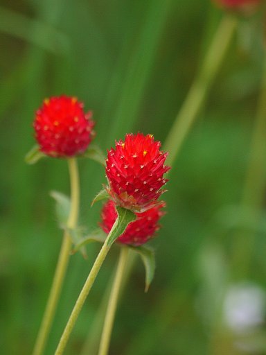 【縦撮り】千日草