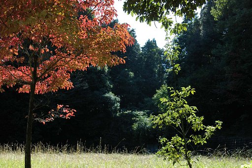 小さな紅葉