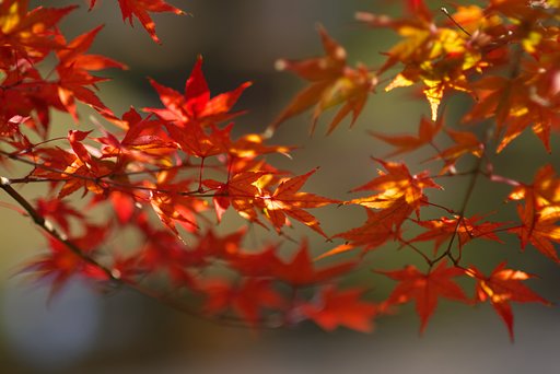 東京にも紅葉が。。