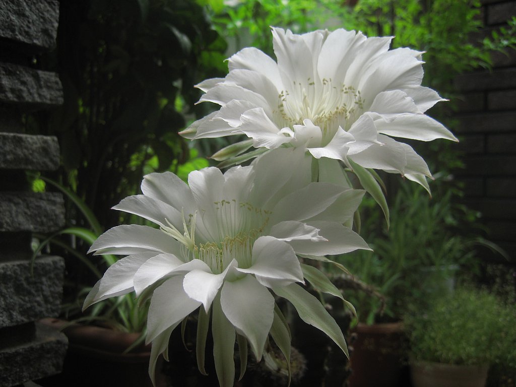 【睦】揃って咲くサボテンの花