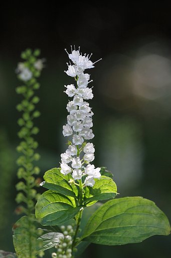 シモバシラの花