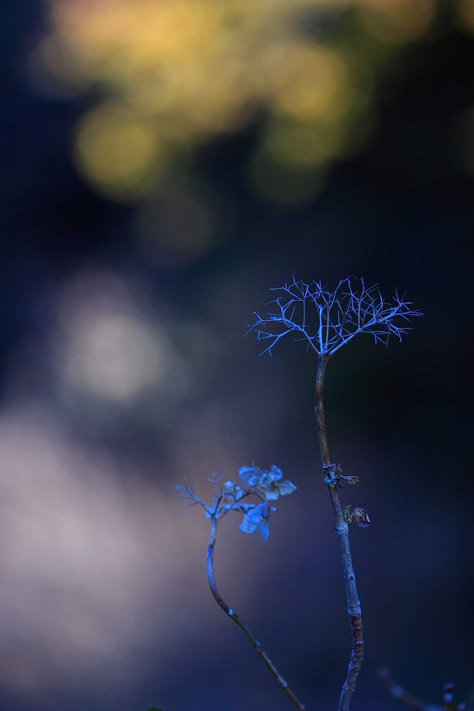 枯紫陽花