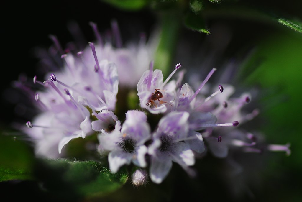 ハッカの花
